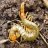 scolopendra