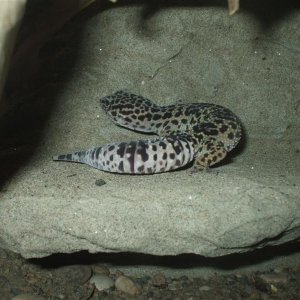 Leopard gekon