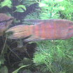 ZAMENICI GLAVNOG BAJE