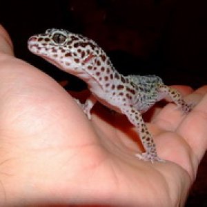geko odrasli