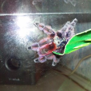 Avicularia versicolor