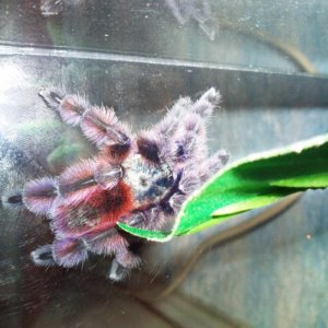 Avicularia versicolor