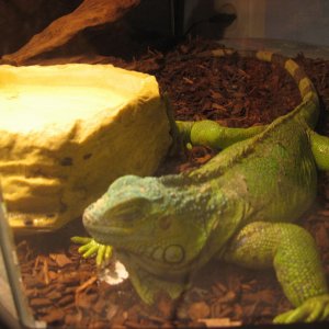 iguana2