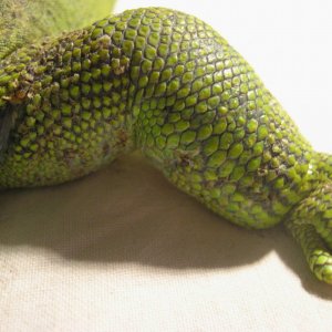 leva noga koja je znatno deblja, kao da je otekla, i ima zaraslu ranu