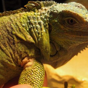 noga koja je mrsavija i ima zaraslu ranicu