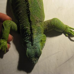 razlika u debljini prednjih nogu