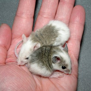 2101402029 66ee3c2503 z