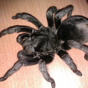 G. pulchra zenka 18cm