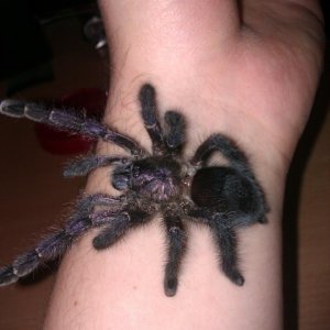 A. purpurea zenka 10cm