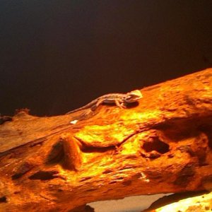 Treba još puno da porastem, a ne znam ni koliko sam star:)