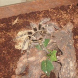 G.Pulchripes